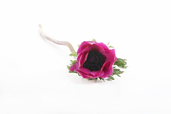 Rosa anemone: Det finnes rundt 120 ulike anemoner, og de finnes i mange forskjellige farger. Rosa anemone: Det finnes rundt 120 ulike anemoner, og de finnes i mange forskjellige farger.