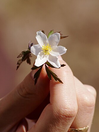 Nydelig hvitveis: Hvitveisen er en anemone. Nydelig hvitveis: Hvitveisen er en anemone.