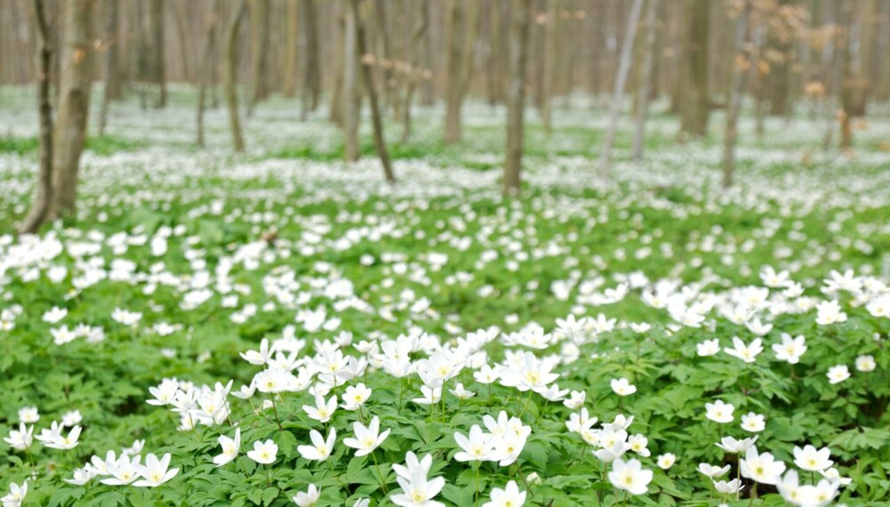 Eng av anemoner: Ønsker du deg en romantisk eng av hvitveis eller andre anemoner. Det er ingen sak å få denne planten til å trives. Eng av anemoner: Ønsker du deg en romantisk eng av hvitveis eller andre anemoner. Det er ingen sak å få denne planten til å trives.