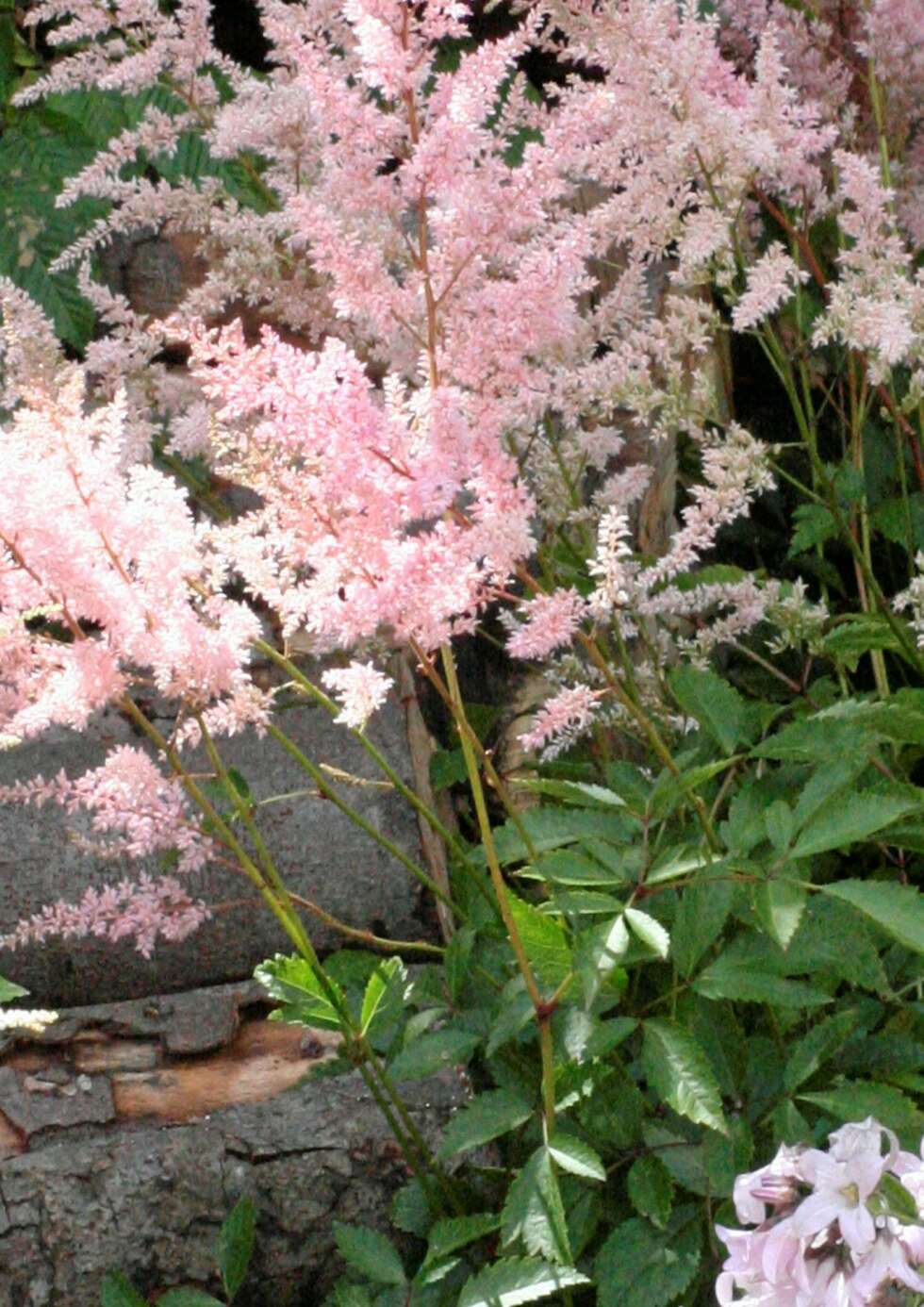 LIKER IKKE: Astilbe er en sentblomstrende staude og kommer i en lang rekke forskjellige høyder og fargevariasjoner. LIKER IKKE: Astilbe er en sentblomstrende staude og kommer i en lang rekke forskjellige høyder og fargevariasjoner.