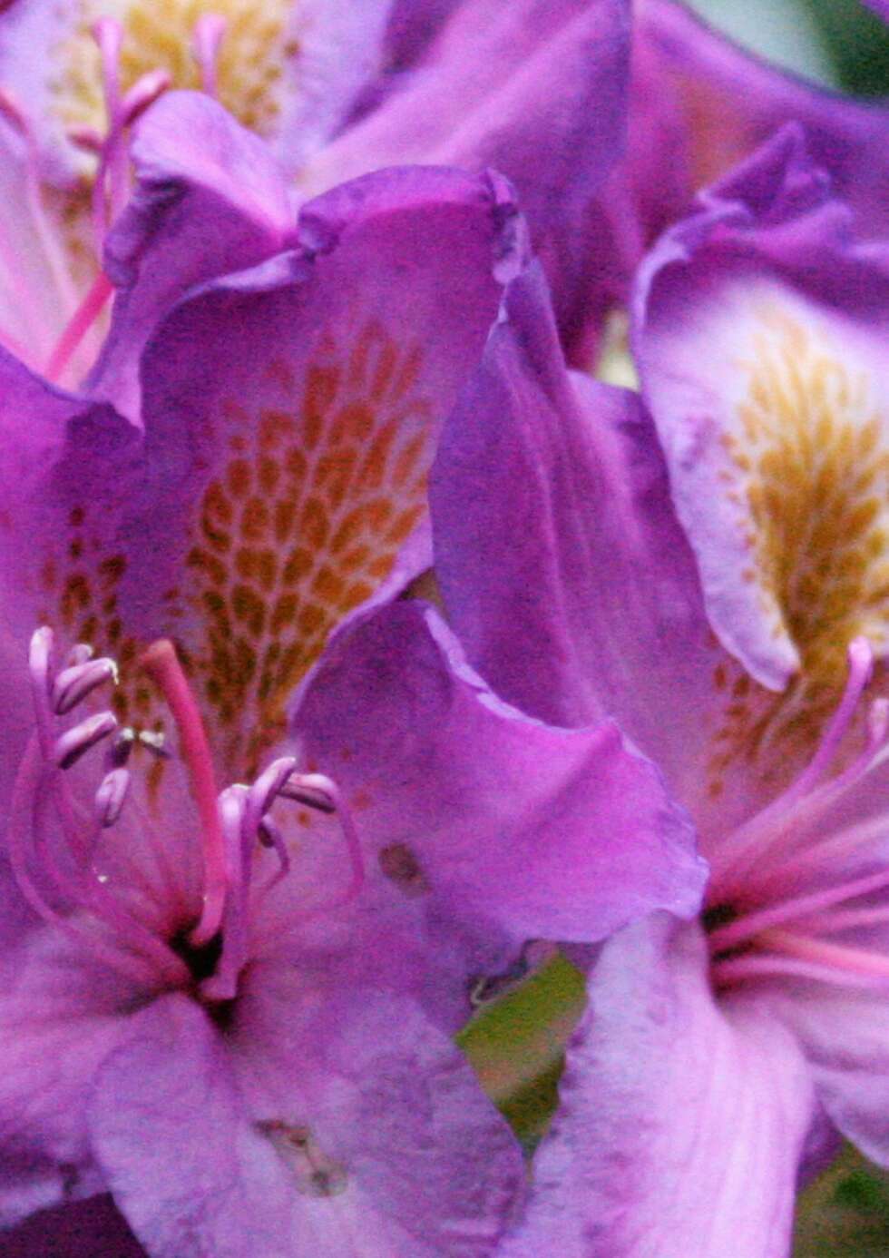 LIKER IKKE: Rhododenron er en fin prydbusk med vintergrønne blad. Den har store blomsterklaser i mai¿juni. LIKER IKKE: Rhododenron er en fin prydbusk med vintergrønne blad. Den har store blomsterklaser i mai¿juni.