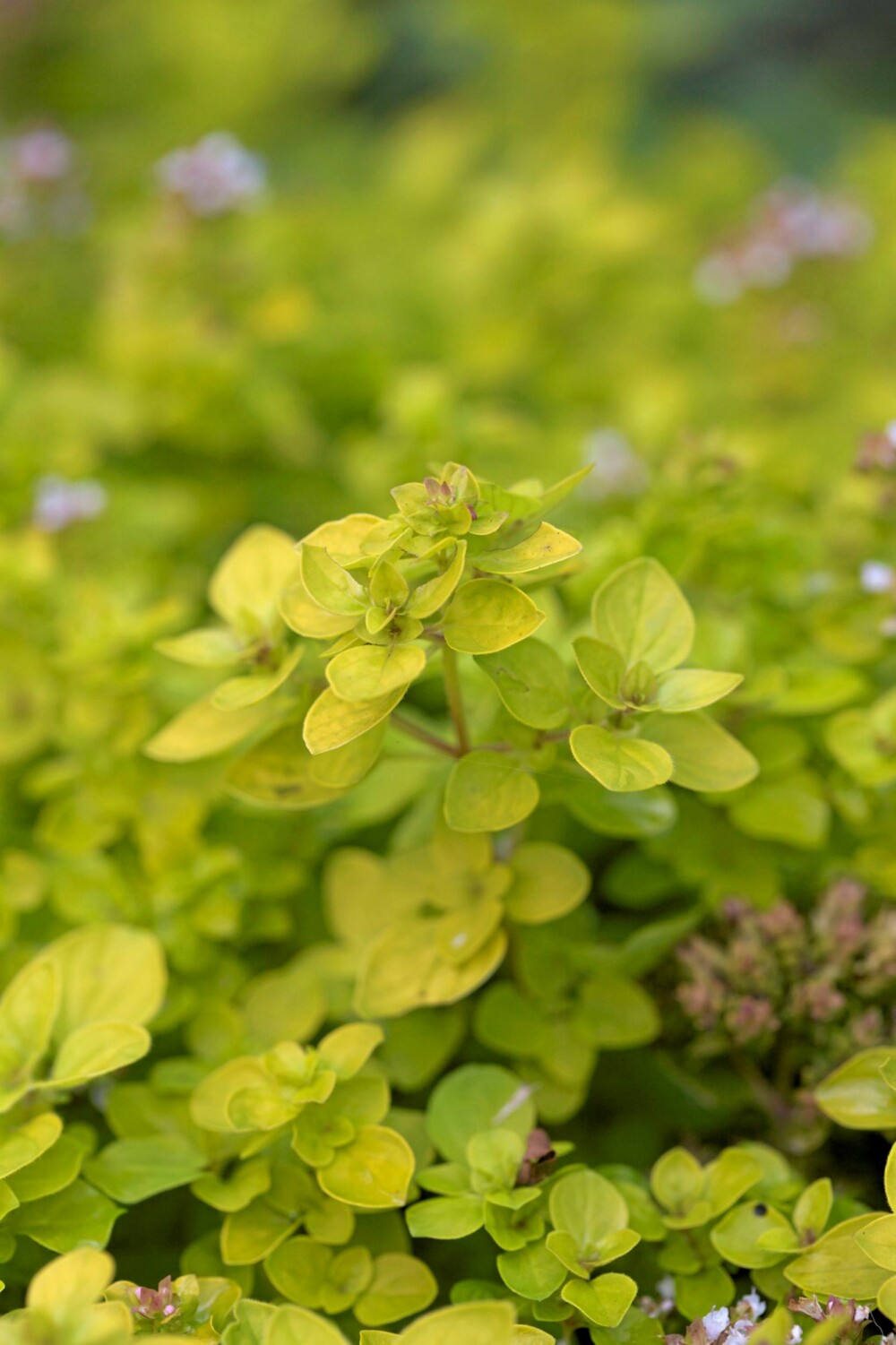 GOD PLANTE: Oregano er en plante som fungerer godt til mat. Den vil kunne overleve like godt i en stor potte som i et bed i Norge. GOD PLANTE: Oregano er en plante som fungerer godt til mat. Den vil kunne overleve like godt i en stor potte som i et bed i Norge.