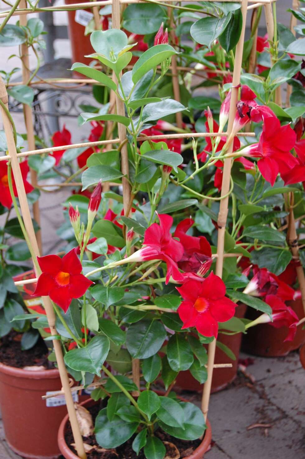 YNDIG. Klatreplanten Ynde finnes i høyrød, rosa og hvitt. Den overvintrer hvis den får det frostfritt. YNDIG. Klatreplanten Ynde finnes i høyrød, rosa og hvitt. Den overvintrer hvis den får det frostfritt.