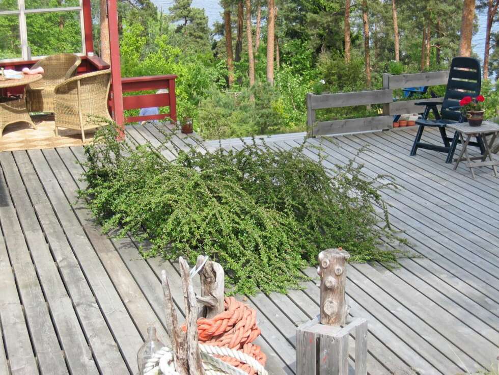Blomsterbed: Her har terrassegulvet en utsparing for et blomsterbed. Også andre funksjoner som solgrop, sandkasse o.l. kan integreres for å bryte en monoton, stor gulvflate. Enkelte lar også et tuntre stå igjen, ved å bygge terrassen rundt treet. Det kan jo by på utfordringer hvis treet velter i vinden eller skal felles. Men ingenting er umulig. Blomsterbed: Her har terrassegulvet en utsparing for et blomsterbed. Også andre funksjoner som solgrop, sandkasse o.l. kan integreres for å bryte en monoton, stor gulvflate. Enkelte lar også et tuntre stå igjen, ved å bygge terrassen rundt treet. Det kan jo by på utfordringer hvis treet velter i vinden eller skal felles. Men ingenting er umulig.