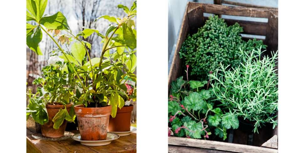 GRØNNE OMGIVELSER: Ved å dekorere verandaen med levende planter du et friskt og frodig fristed. Lavendel og marikåpe står klare til å plantes i jorden. GRØNNE OMGIVELSER: Ved å dekorere verandaen med levende planter du et friskt og frodig fristed. Lavendel og marikåpe står klare til å plantes i jorden.
