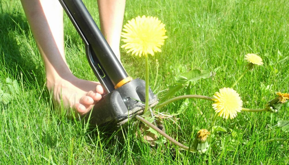 NYTTIG VERKTØY: Det finnes redskaper som hjelper deg med å kvitte deg med ugress. Denne fra Fiskars hjelper deg med å få overtaket på løvetann. NYTTIG VERKTØY: Det finnes redskaper som hjelper deg med å kvitte deg med ugress. Denne fra Fiskars hjelper deg med å få overtaket på løvetann.