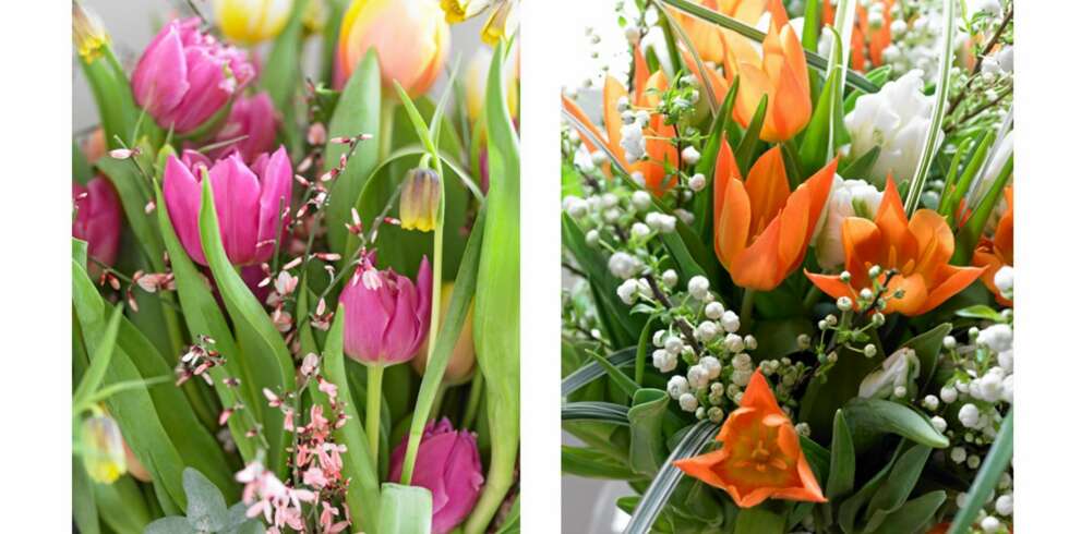 GIFTIG MEN FLOTT: En stor bukett med tulipaner frisker opp i huset. Bare du ikke spiser dem, kan du nyte flotte buketter av deilige farger GIFTIG MEN FLOTT: En stor bukett med tulipaner frisker opp i huset. Bare du ikke spiser dem, kan du nyte flotte buketter av deilige farger