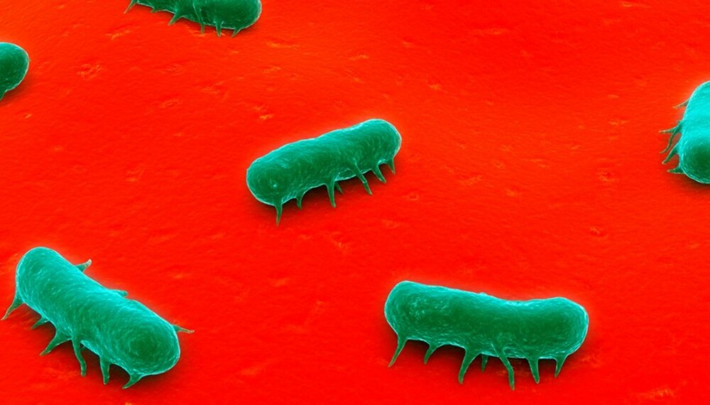 DIARÉBAKTERIER: Mat som ikke er skikkelig kokt eller gjennomstekt, kan inneholde bakterier som salmonella, clostridium og campylobacter. DIARÉBAKTERIER: Mat som ikke er skikkelig kokt eller gjennomstekt, kan inneholde bakterier som salmonella, clostridium og campylobacter.