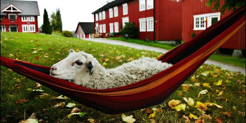 GÅRDSBUTIKKER: Berg Gård. GÅRDSBUTIKKER: Berg Gård.