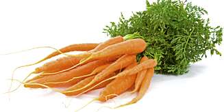 Spiser du gulrøtter, får du godt syn! Eller? Spiser du gulrøtter, får du godt syn! Eller?
