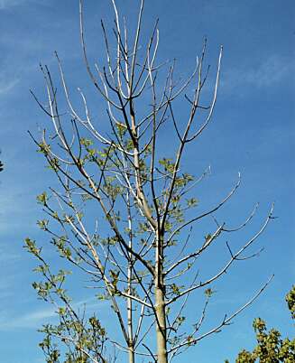 SYK: Visnet krone på Ask (Fraxinus excelsior). Mange skudd er døde. SYK: Visnet krone på Ask (Fraxinus excelsior). Mange skudd er døde.