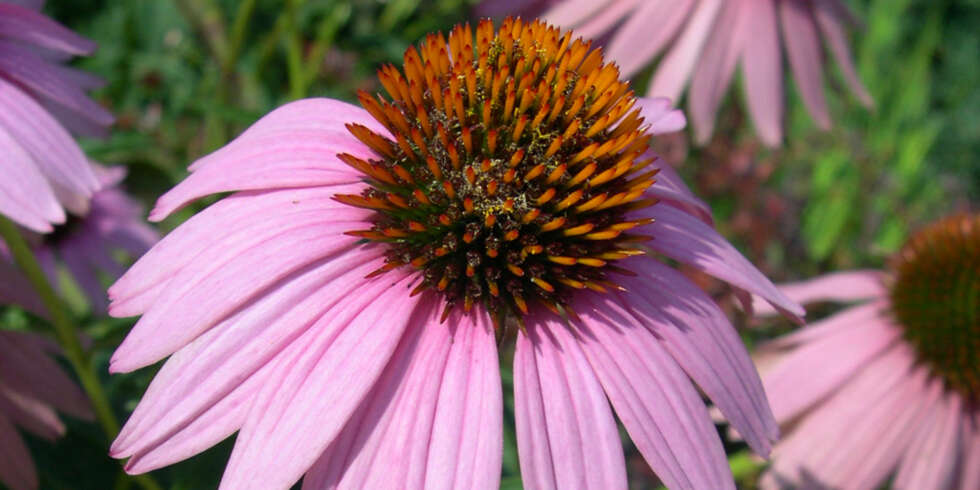 SOLHATT: Echinacea er godt for forkjølte hageeiere, og er dekorativ i hagen. SOLHATT: Echinacea er godt for forkjølte hageeiere, og er dekorativ i hagen.