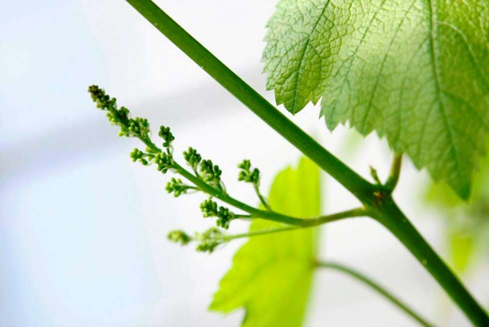 TIDLIG UTE: Drueplantene som står i veksthus, ligger mange uker foran uteplantene. TIDLIG UTE: Drueplantene som står i veksthus, ligger mange uker foran uteplantene.