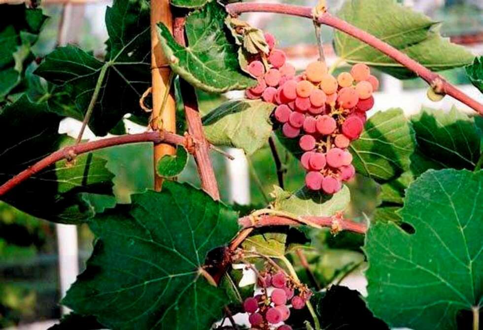 SOMERSET SEEDLESS: En kjernefri drue som trives godt utendørs i Norge, men som trenger fint vær under blomstringen. SOMERSET SEEDLESS: En kjernefri drue som trives godt utendørs i Norge, men som trenger fint vær under blomstringen.