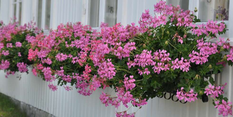 PELARGONIUM: Planten som gir "sydenfølelse", da den er mye brukt sørover i Europa. Den klarer litt tørke, og blomstrer gjennom hele sommeren. PELARGONIUM: Planten som gir "sydenfølelse", da den er mye brukt sørover i Europa. Den klarer litt tørke, og blomstrer gjennom hele sommeren.