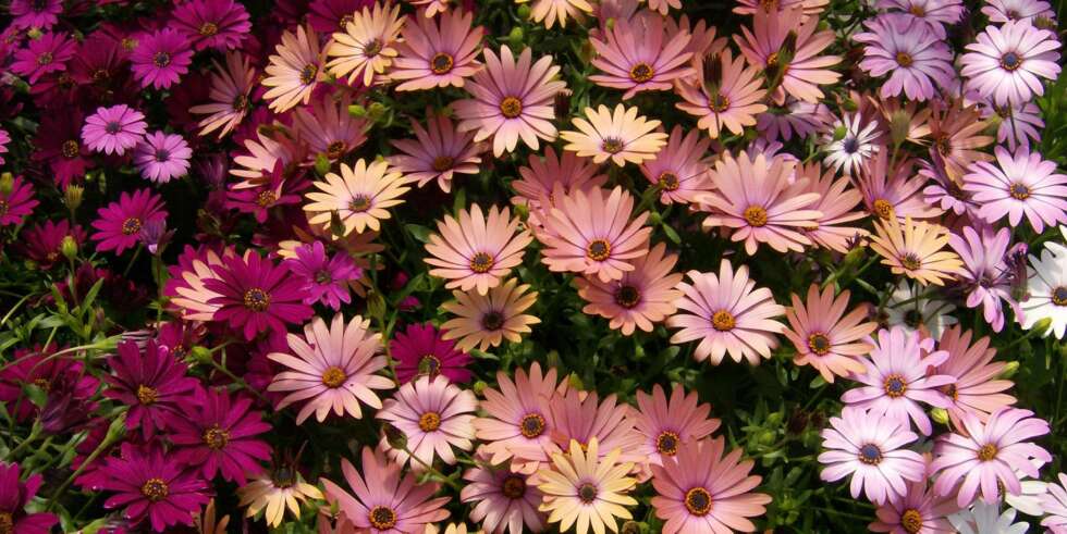 SPANSK MARGERITT: Blomstrer godt i halvskygge og tåler dårlig vær. SPANSK MARGERITT: Blomstrer godt i halvskygge og tåler dårlig vær.