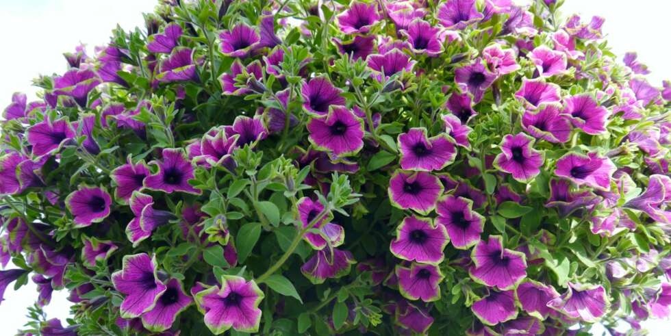 PETUNIA: Petunia elsker sol og blomstrer best om den får jevn vanning. PETUNIA: Petunia elsker sol og blomstrer best om den får jevn vanning.