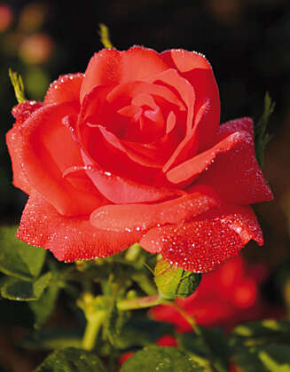HAGENS DRONNING: Få blomster er like vakre som rosen. Slik får du det til. HAGENS DRONNING: Få blomster er like vakre som rosen. Slik får du det til.
