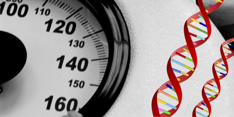 DNA: Genene påvirker kroppsvekten DNA: Genene påvirker kroppsvekten