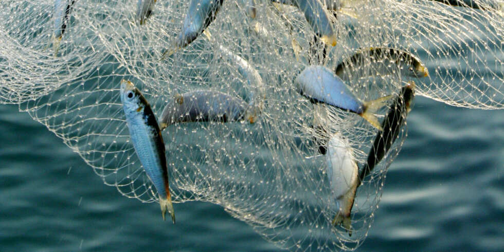 VELG RETT FISK: Hva slags fisk skal du spise som du vil spise miljøriktig? VELG RETT FISK: Hva slags fisk skal du spise som du vil spise miljøriktig?