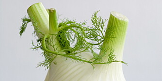 FENNIKEL: denne aromatiske grønnsaken kan spises rå. Smaken minner om anis og lakris. Fennikel er mager, fiberrik og inneholder en rekke fytokjemikalier. FENNIKEL: denne aromatiske grønnsaken kan spises rå. Smaken minner om anis og lakris. Fennikel er mager, fiberrik og inneholder en rekke fytokjemikalier.