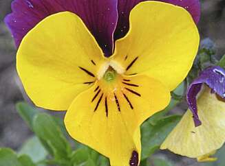 HARDFØR: Stemorsblomster takler en sur, norsk vår. HARDFØR: Stemorsblomster takler en sur, norsk vår.