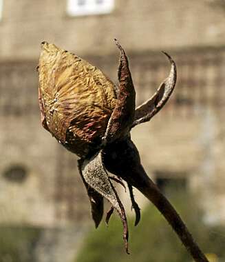 BLOMSTERDØD: Behandler du blomstene dårlig kan det i verste fall ende i død og fordervelse. FOTO: <a href="http://www.flickr.com/photos/barockschloss/2374057758//">barockschloss</a> på Flicker.com. Noen <a href="http://creativecommons.org/licenses/by/2.0/deed.en_GB">rettigheter</a> reservert. BLOMSTERDØD: Behandler du blomstene dårlig kan det i verste fall ende i død og fordervelse. FOTO: <a href="http://www.flickr.com/photos/barockschloss/2374057758//">barockschloss</a> på Flicker.com. Noen <a href="http://creativecommons.org/licenses/by/2.0/deed.en_GB">rettigheter</a> reservert.
