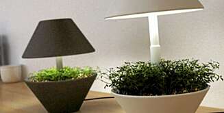 Lampen Lightpot med led-lys sørger for at planten lever i allslags lys. Lampen Lightpot med led-lys sørger for at planten lever i allslags lys.