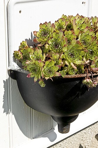 VASKEN FULL. Utslagsvasken som ble funnet i et gammelt hus henger på veggen som blomsterpotte. VASKEN FULL. Utslagsvasken som ble funnet i et gammelt hus henger på veggen som blomsterpotte.