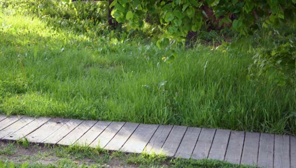 Plenen behøver sol, vann og næring for å vokse seg sunn og tett. Plenen behøver sol, vann og næring for å vokse seg sunn og tett.