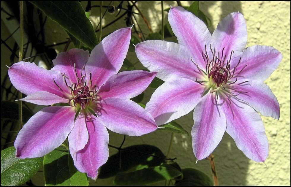 KLEMATIS: Det er full blomst i hagesentrene og tid for å gjøre gode kjøp. Tilbudene vil variere fra senter til senter. KLEMATIS: Det er full blomst i hagesentrene og tid for å gjøre gode kjøp. Tilbudene vil variere fra senter til senter.