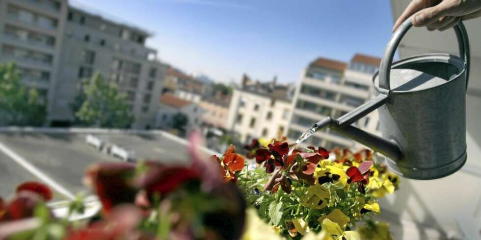 TØRSTE PLANTER: Gi plantene nok vann i sommervarmen, men husk: Planter kan dø av for mye vann også. TØRSTE PLANTER: Gi plantene nok vann i sommervarmen, men husk: Planter kan dø av for mye vann også.