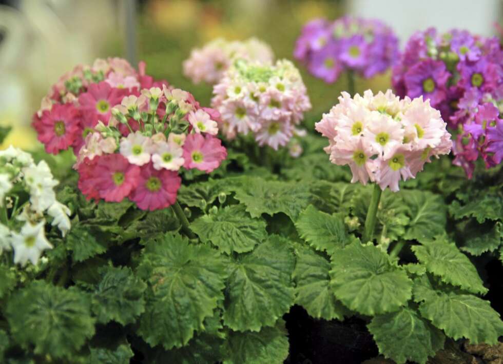 VÅRBLOMST: Primulaen er en blomst som godt kan kjøpes inn nå, og som kan plantes ut i bedene til våren. VÅRBLOMST: Primulaen er en blomst som godt kan kjøpes inn nå, og som kan plantes ut i bedene til våren.