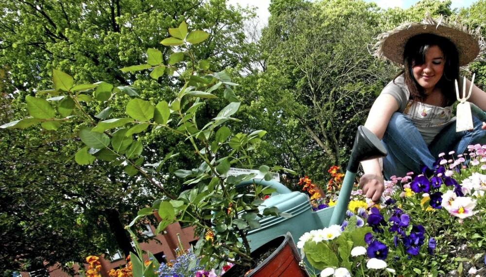GJØDSLING: Gjødsel er grunnlaget for en frodig hage, og det handler om å bruke forskjellig gjødsel på ulike vekster. GJØDSLING: Gjødsel er grunnlaget for en frodig hage, og det handler om å bruke forskjellig gjødsel på ulike vekster.