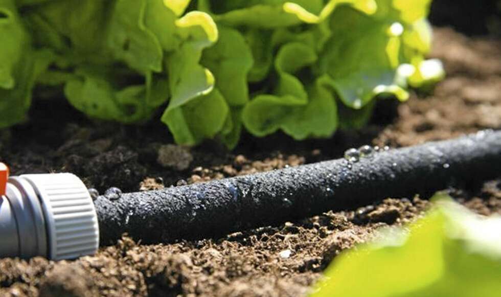 SVETTESLANGE: Dette er en type vanningssystem. her pipler vannet ut av slangen og bløtlegger et område på rundt 30 cm rundt slangen. Svetteslanger kan også graves ned i jorden. SVETTESLANGE: Dette er en type vanningssystem. her pipler vannet ut av slangen og bløtlegger et område på rundt 30 cm rundt slangen. Svetteslanger kan også graves ned i jorden.