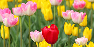 Mange farger: Tulipanene finnes i mange farger og sorter. Alle kan finne sin favoritt. Mange farger: Tulipanene finnes i mange farger og sorter. Alle kan finne sin favoritt.