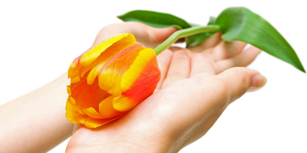 Tulipan: Den nydelige løkblomsten er et av vårens vakreste tegn. Tulipan: Den nydelige løkblomsten er et av vårens vakreste tegn.
