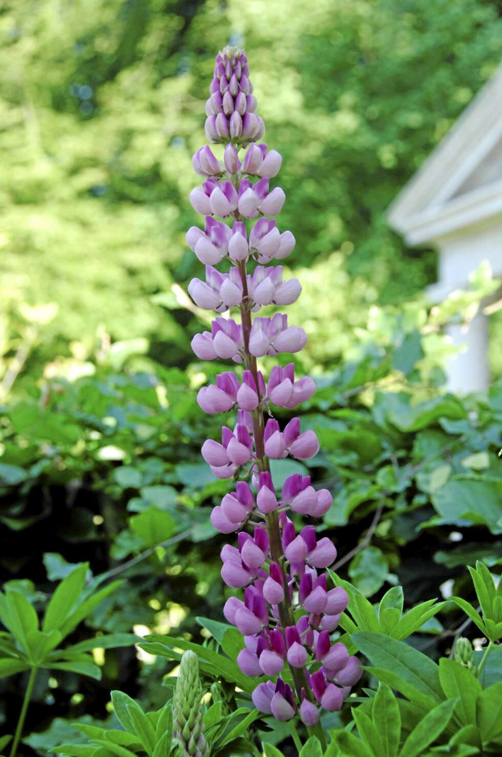 PROBLEMPLANTE. Lupiner er fargesterke planter som finnes i mange hager. Men fordi den er en fremmed art i den norske floraen, bør den hindres i å spre seg. PROBLEMPLANTE. Lupiner er fargesterke planter som finnes i mange hager. Men fordi den er en fremmed art i den norske floraen, bør den hindres i å spre seg.