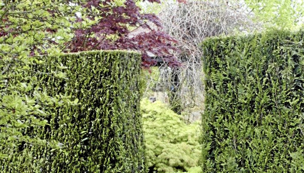 HAGEDRØMMER: Nå trenger du ikke gå på gartenriet for å kjøpe ny hekk. Klikk hjem en brukt en fra nettet. HAGEDRØMMER: Nå trenger du ikke gå på gartenriet for å kjøpe ny hekk. Klikk hjem en brukt en fra nettet.