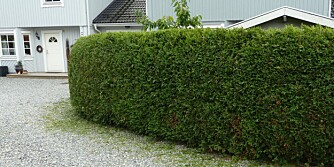 Tujaen er ikke ekspertenes favoritt, men hekken kan bli fin hvis du klipper den til. Tujaen er ikke ekspertenes favoritt, men hekken kan bli fin hvis du klipper den til.