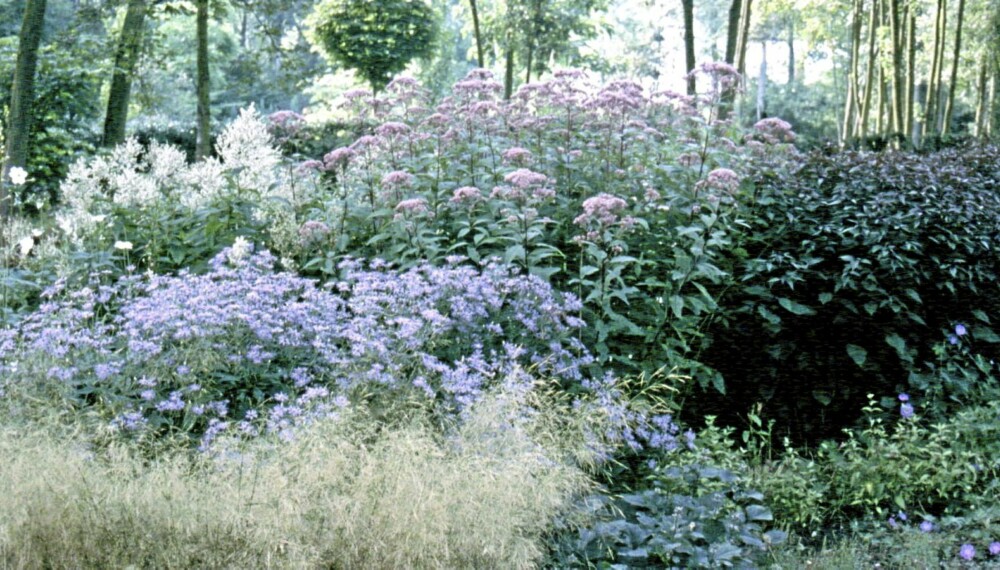 UTARMER SKVALLERKÅLEN: Stauder har vist seg å være gode i bekjempelsen av skvallerkål. Etter få år er skvallerkålen borte og staudene har tatt over blomsterbedet. UTARMER SKVALLERKÅLEN: Stauder har vist seg å være gode i bekjempelsen av skvallerkål. Etter få år er skvallerkålen borte og staudene har tatt over blomsterbedet.