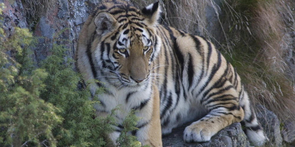 BJØRNEPARKEN: Orsa Bjørnepark har ikke bare bjørner å vise frem. De har også tigre fra Sibir. På lillejulaften kan du vinne en weekend for fire personer til en verdi av kr 3000. BJØRNEPARKEN: Orsa Bjørnepark har ikke bare bjørner å vise frem. De har også tigre fra Sibir. På lillejulaften kan du vinne en weekend for fire personer til en verdi av kr 3000.