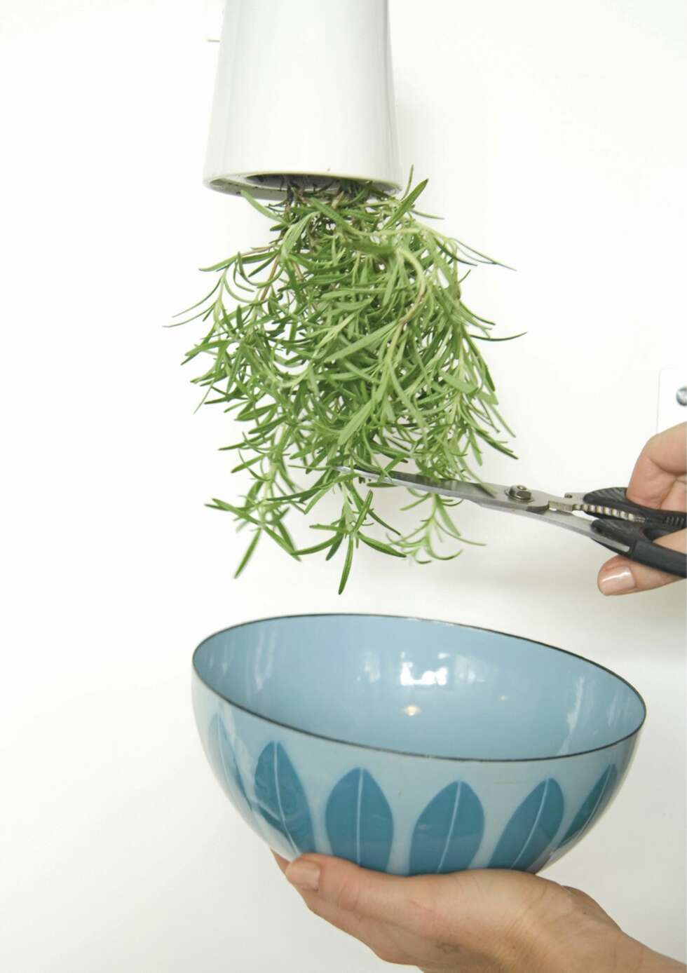 PRAKTISK POTTE: Med denne blomsterpotten kan du klippe krydderet rett i salaten eller i sausen. PRAKTISK POTTE: Med denne blomsterpotten kan du klippe krydderet rett i salaten eller i sausen.