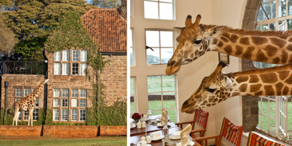 VILT OG VAKKERT: På Giraffe Manor kan du spise frokost med sjiraffer. VILT OG VAKKERT: På Giraffe Manor kan du spise frokost med sjiraffer.