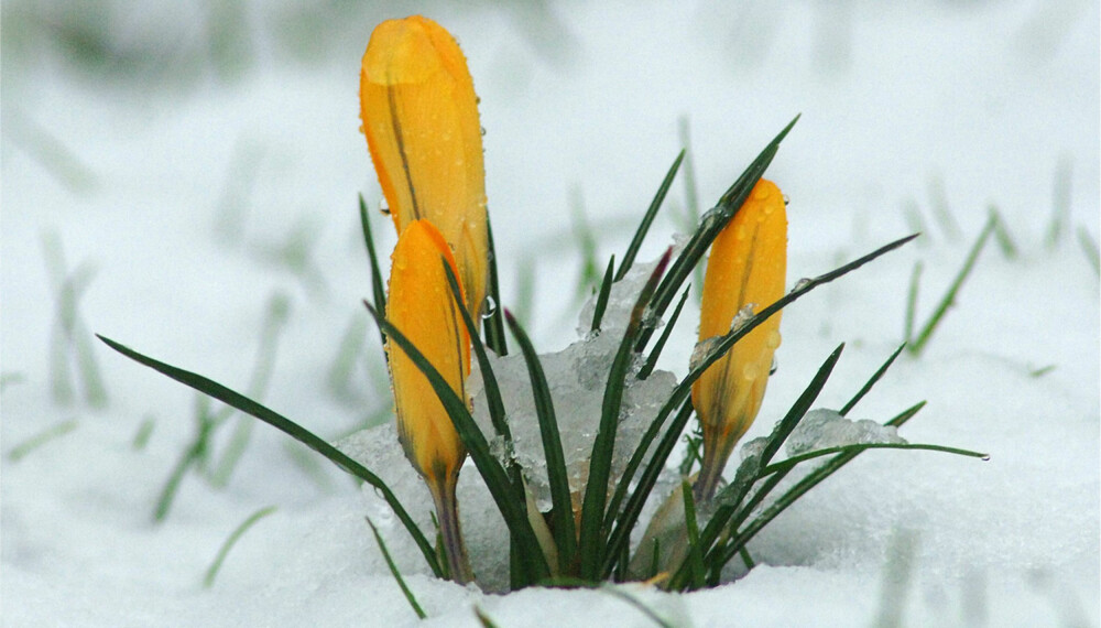 Tøffing: Krokus er en tøffing som gjerne bryter seg vei gjennom snøen. Tøffing: Krokus er en tøffing som gjerne bryter seg vei gjennom snøen.