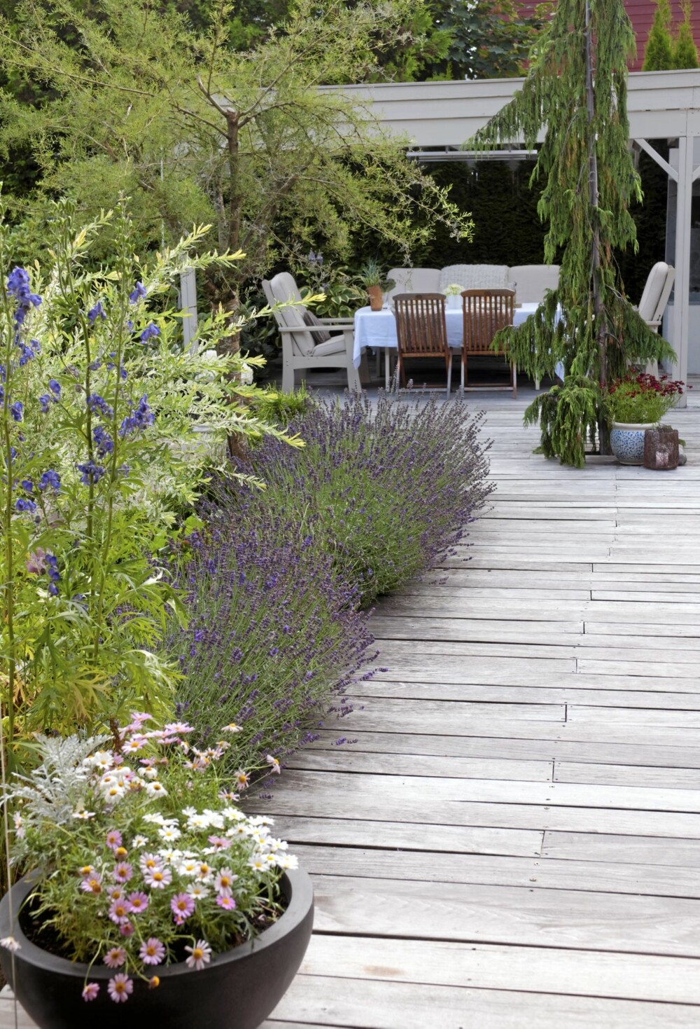 LAVENDEL RULER: Stive og velduftende lavendeltuer danner en myk, bølgende overgang til resten av vegetasjonen i Seberg-hagen. LAVENDEL RULER: Stive og velduftende lavendeltuer danner en myk, bølgende overgang til resten av vegetasjonen i Seberg-hagen.