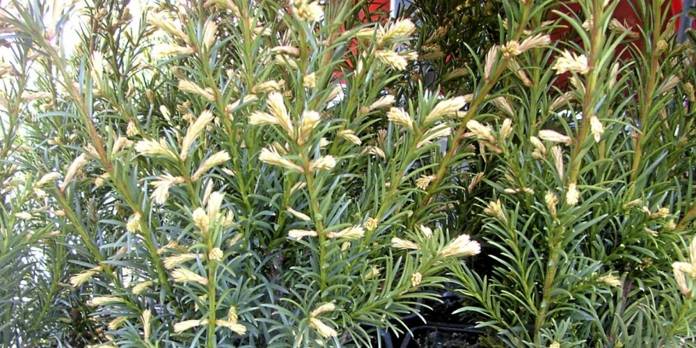 GODT ALTERNATIV: Barlind (Taxus x media) er en hekk som fint kan erstatte thuja, ifølge ekspertene. Den holder seg flott hele året - også om vinteren. Bildet viser hybridbarlind som blir én meter høy. GODT ALTERNATIV: Barlind (Taxus x media) er en hekk som fint kan erstatte thuja, ifølge ekspertene. Den holder seg flott hele året - også om vinteren. Bildet viser hybridbarlind som blir én meter høy.