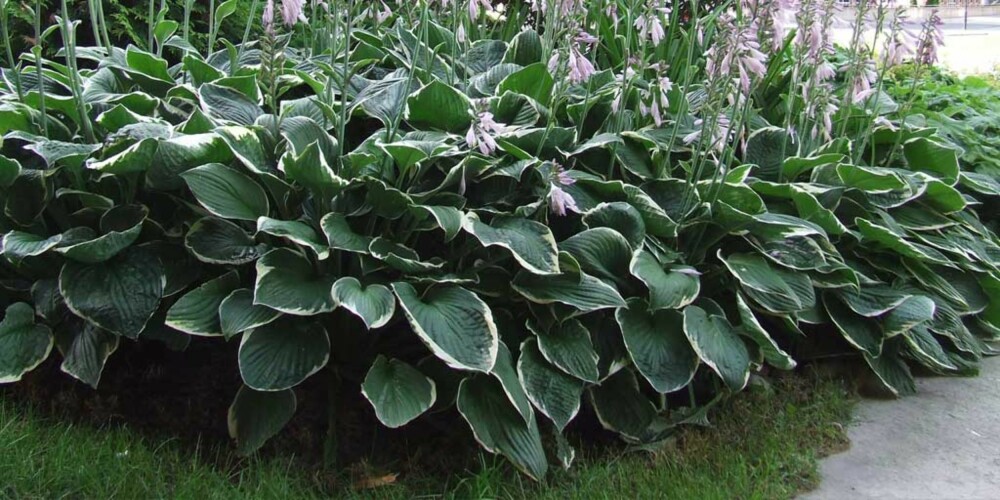LEKRE BLAD: Hosta er både en dekorativ staude og effektiv bunndekker. Men sneglenes favorittmat... LEKRE BLAD: Hosta er både en dekorativ staude og effektiv bunndekker. Men sneglenes favorittmat...