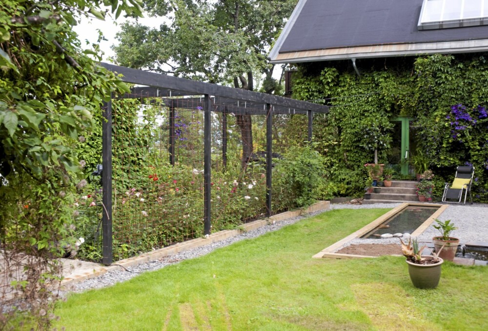 PERGOLA: Armeringsjernet hindrer rådyrene i å spise plantene. PERGOLA: Armeringsjernet hindrer rådyrene i å spise plantene.