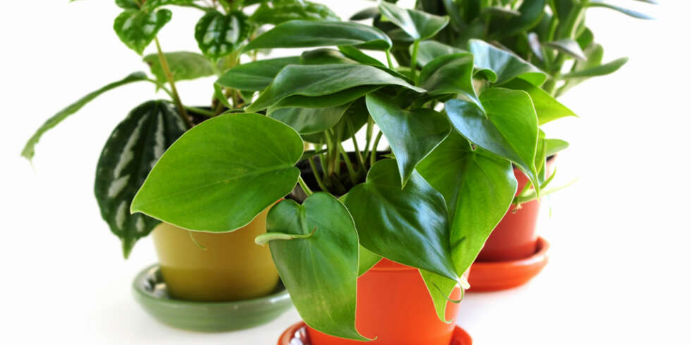 SJEKK FØRST: Når du skal kjøpe nye planter i plantebutikken, bør du se godt etter at plantene er friske. SJEKK FØRST: Når du skal kjøpe nye planter i plantebutikken, bør du se godt etter at plantene er friske.